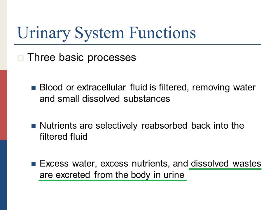 Which systems remove waste from your body? Socratic